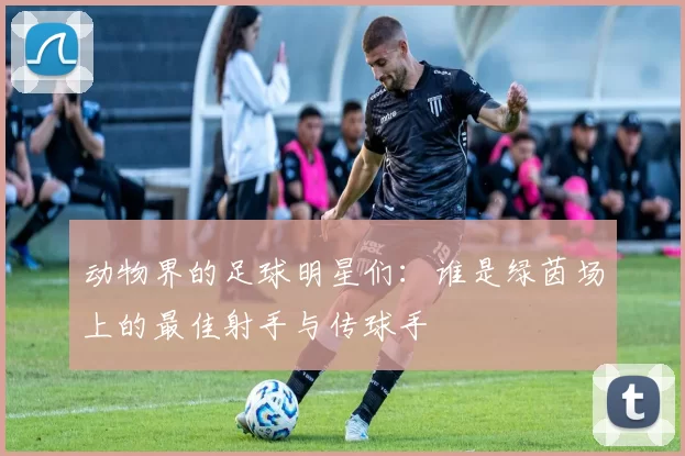 动物界的足球明星们：谁是绿茵场上的最佳射手与传球手